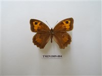 藏品(蛇目蝶科)的圖片